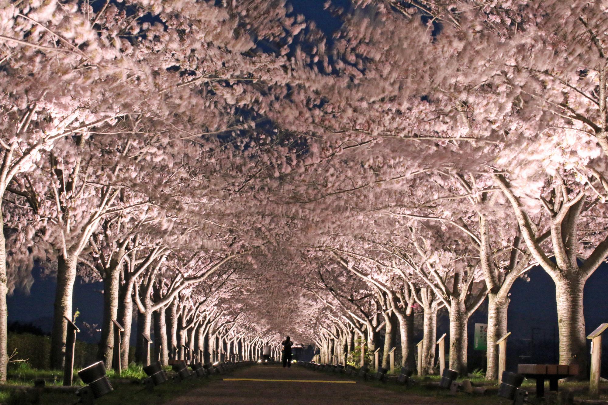 おの桜づつみ回廊ライトアップ