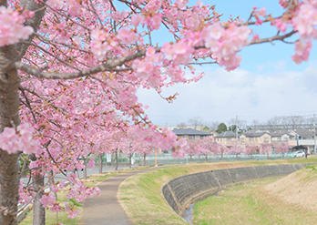 おの桜めぐり(4)