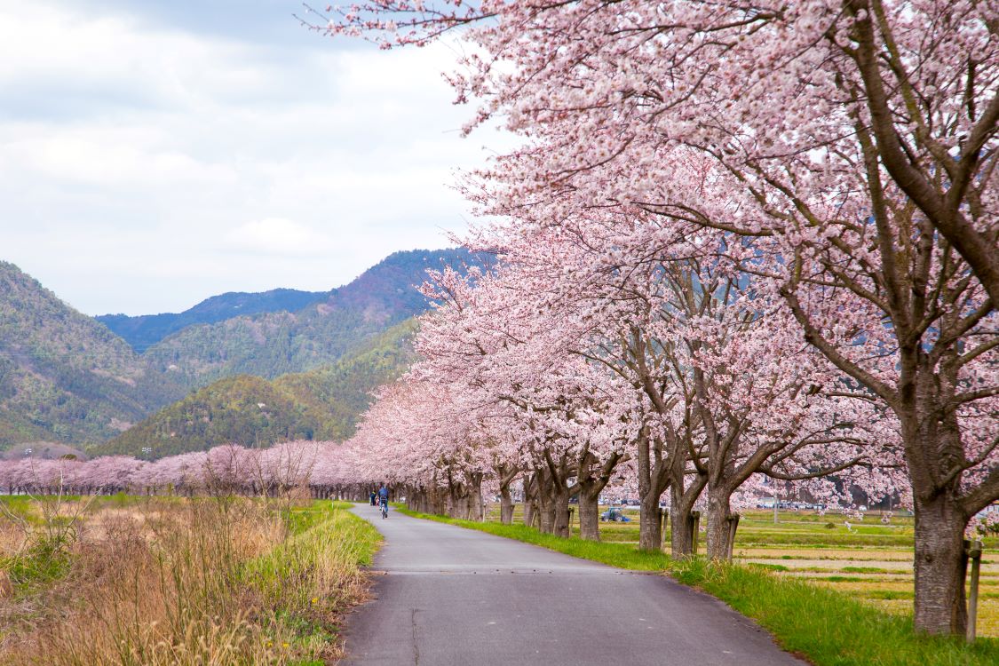 おの桜めぐり