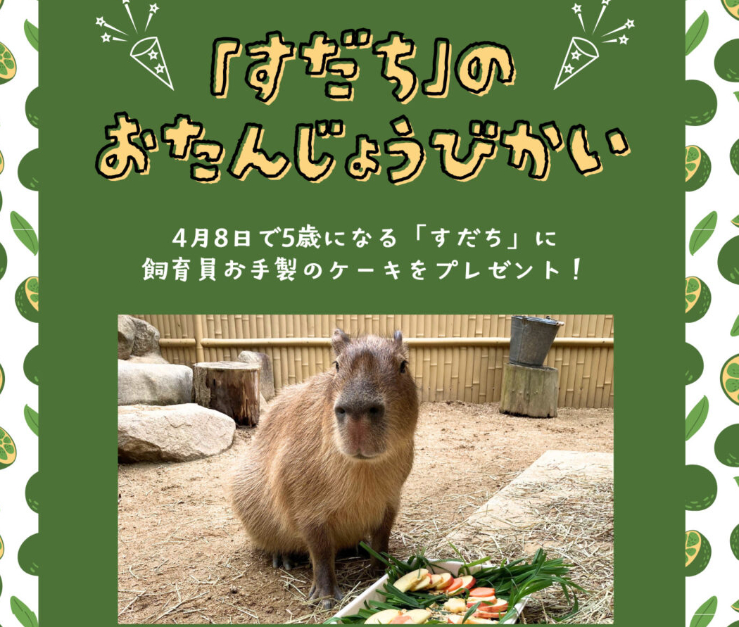 カピバラ「すだち」お誕生日会