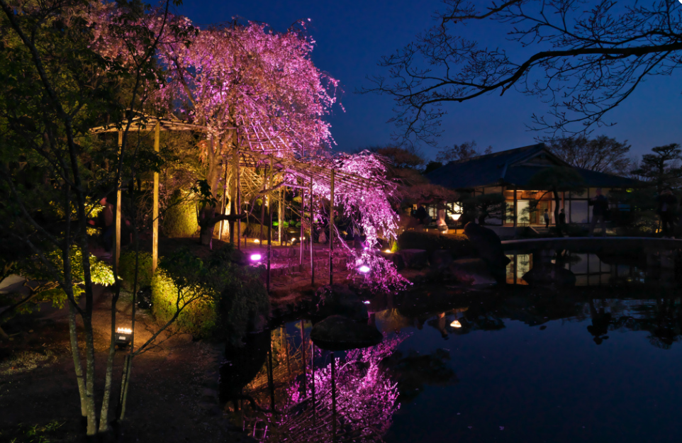 好古園夜桜