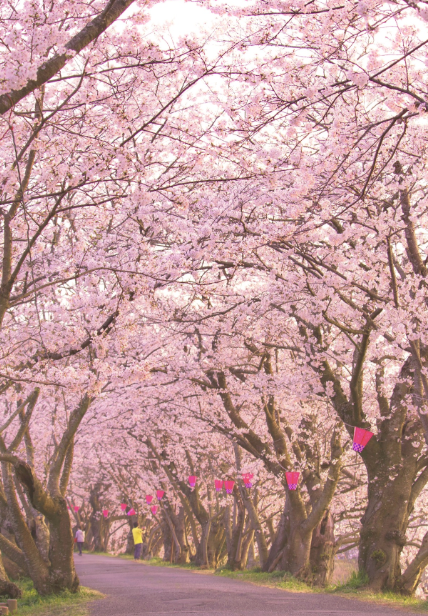 立岡公園　ピンク