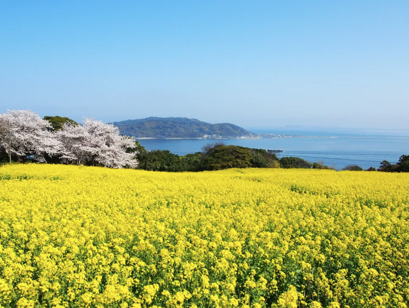 能古島の菜の花