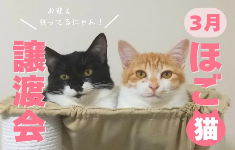 保護猫譲渡会