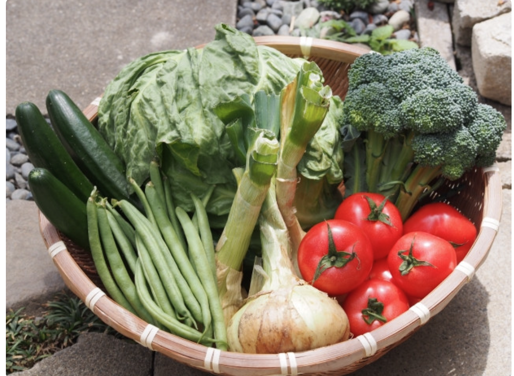 夏野菜講習会