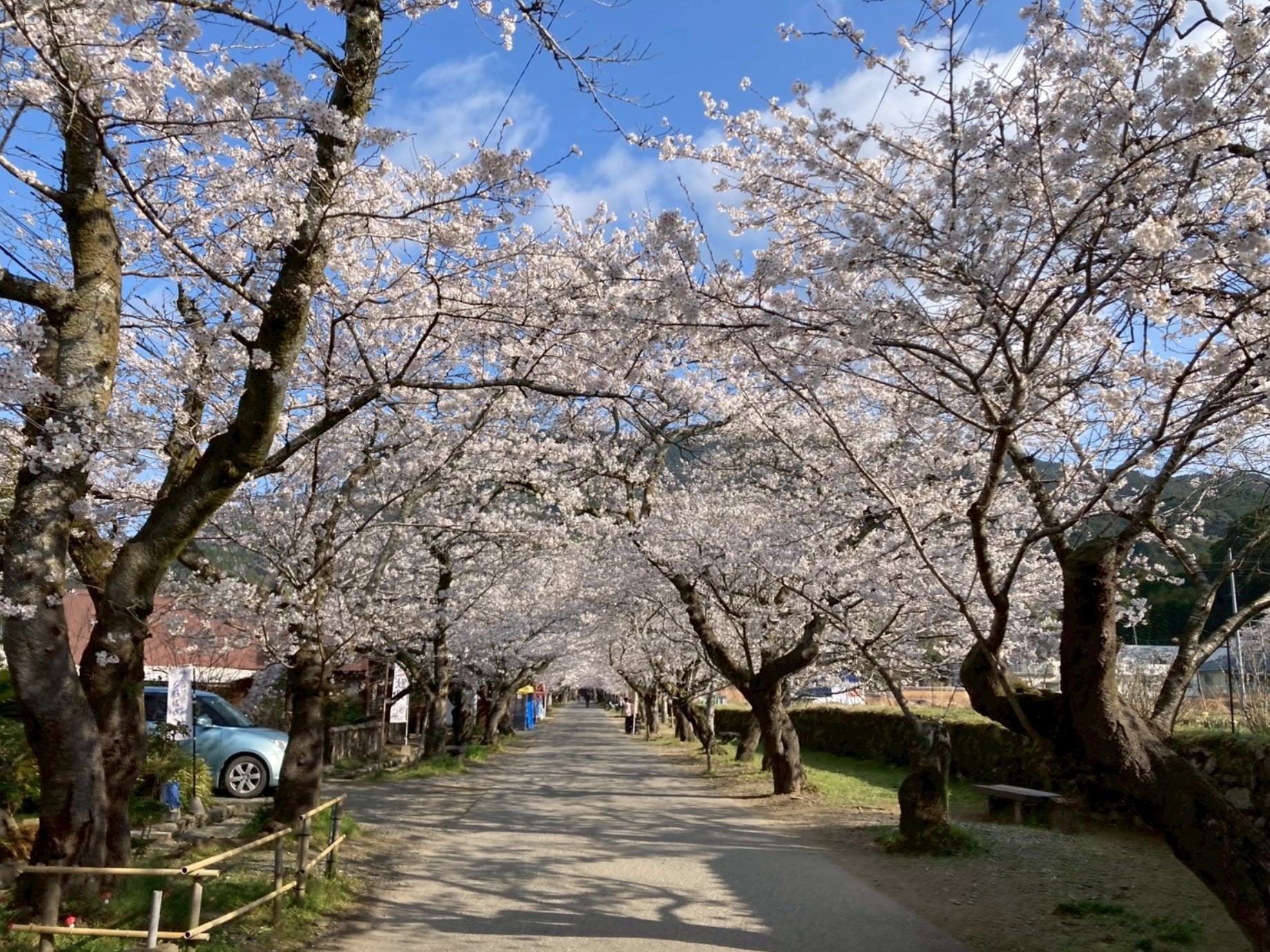 秋月春まつりと桜が織りなす歴史の風景