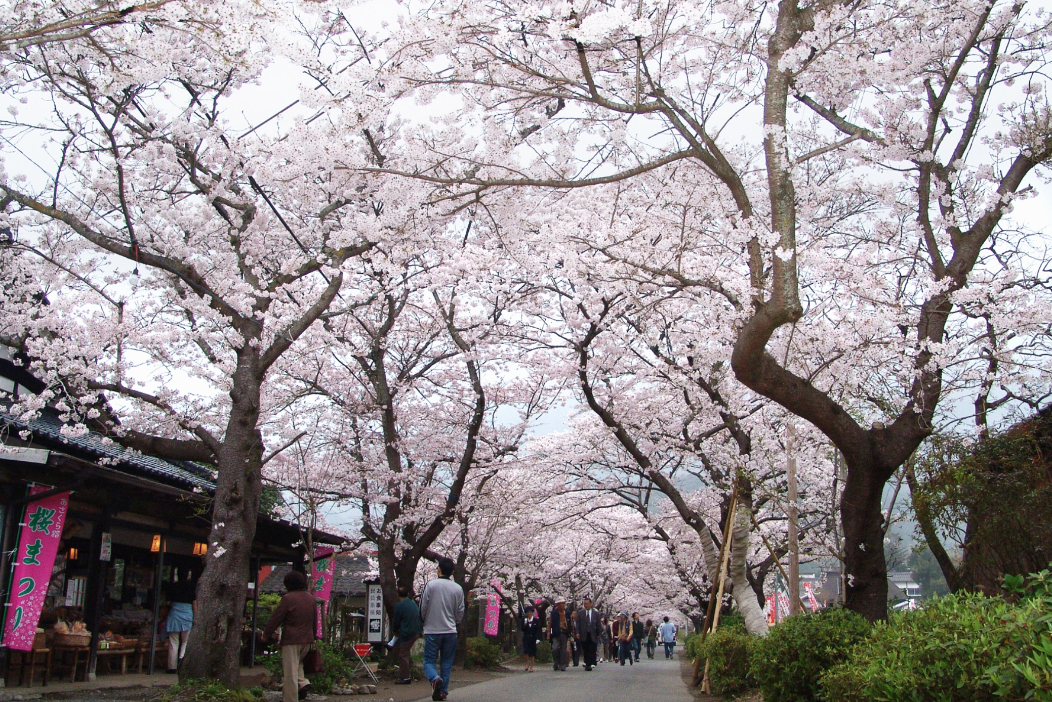 圧巻の美しさ!杉の馬場「桜のトンネル」と賑わう屋台