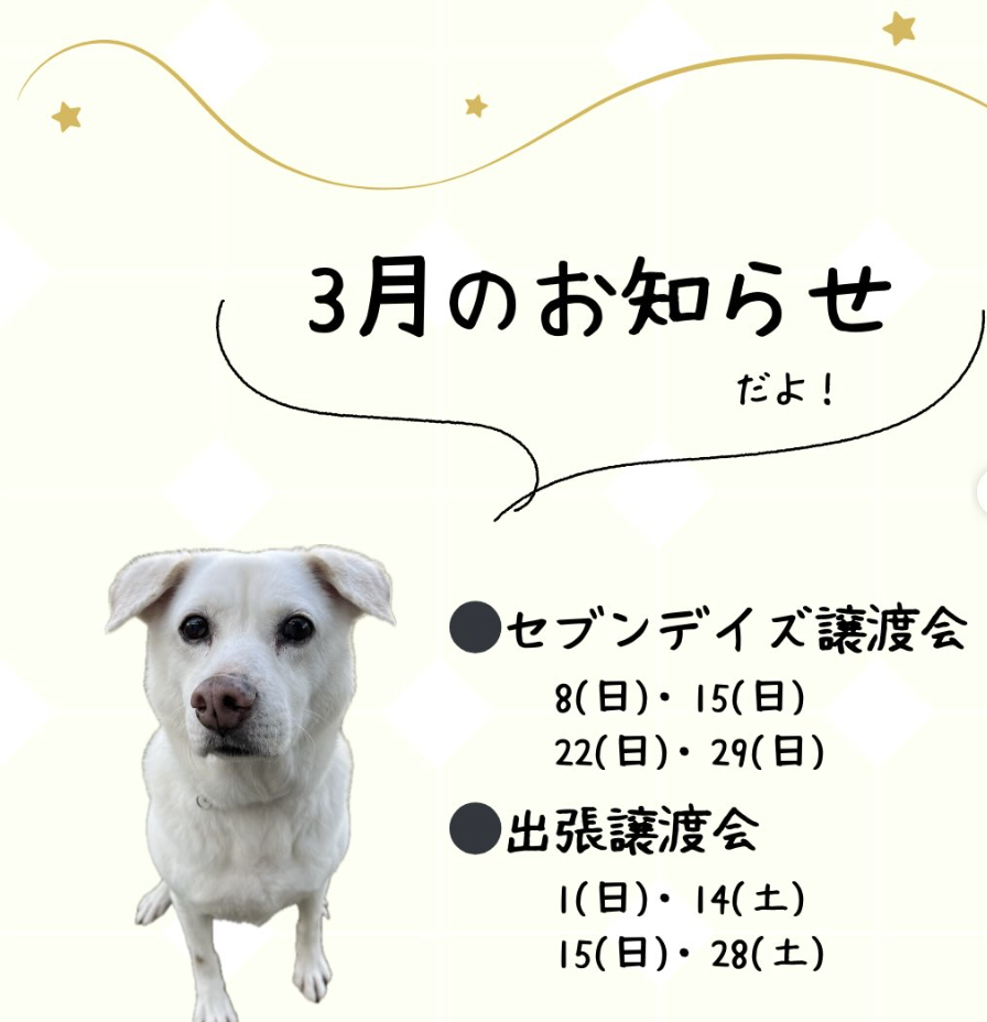 譲渡会イベントのお知らせ