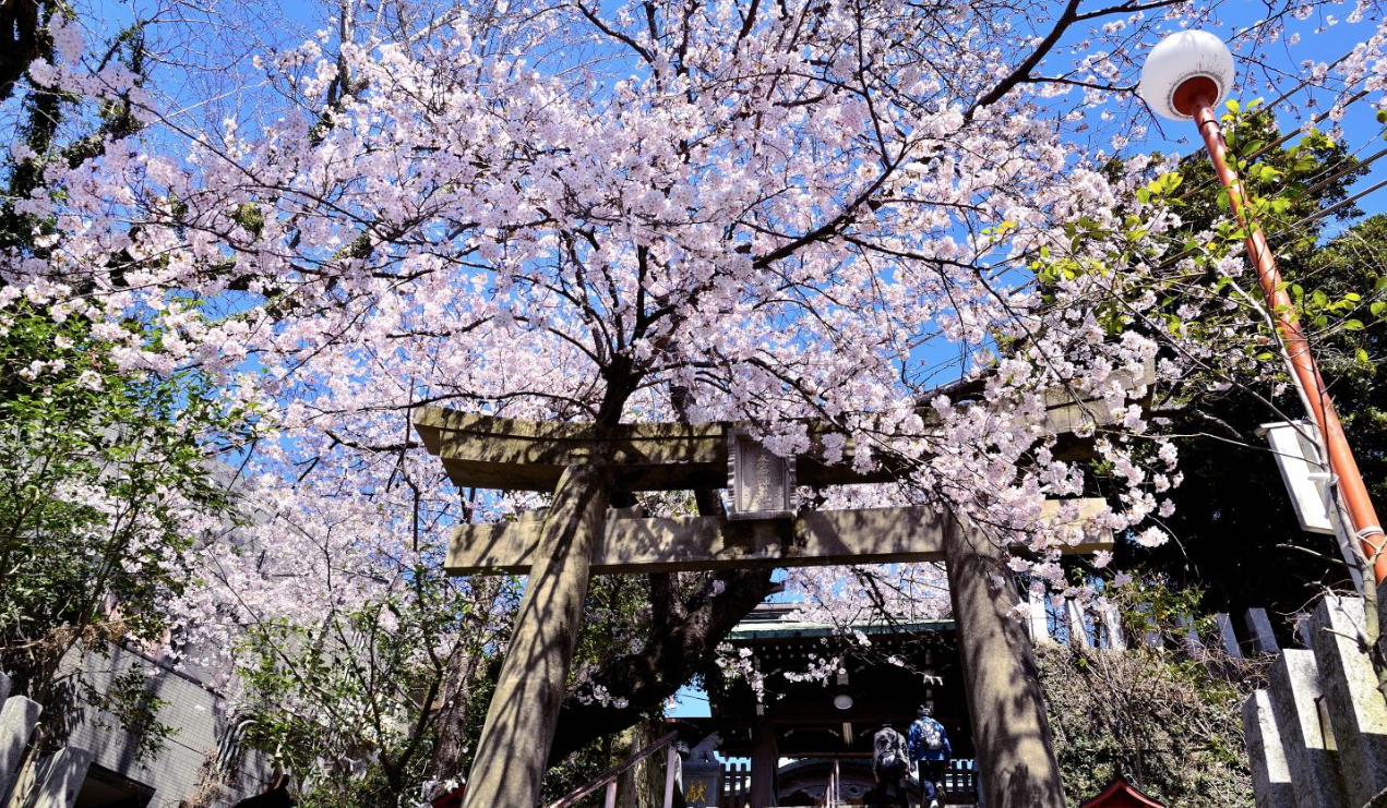 鷲尾愛宕神社 桜まつり