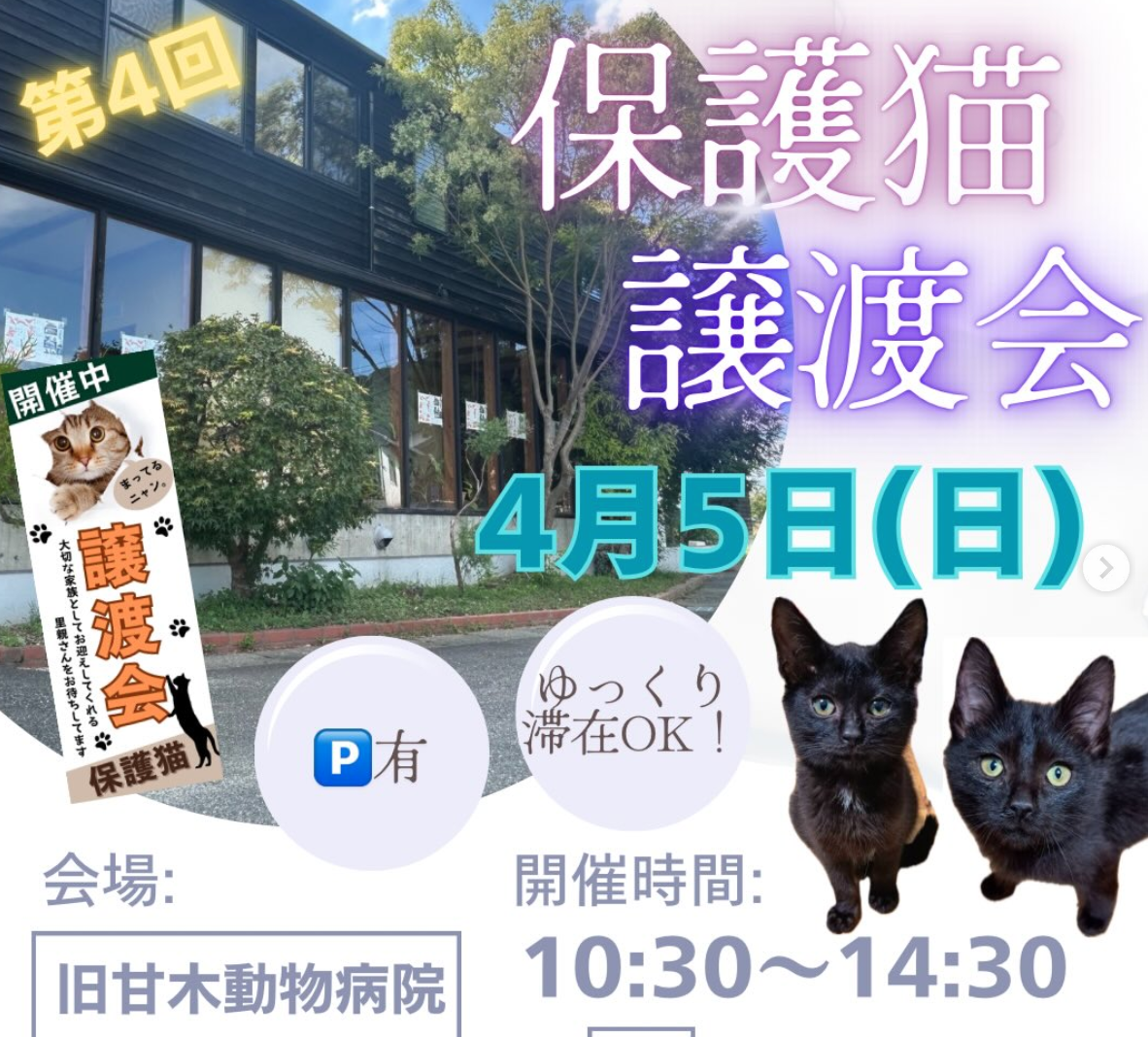 保護猫の譲渡会