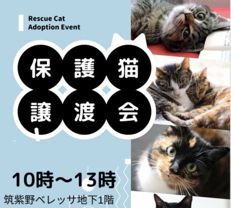 保護猫譲渡会開催します！