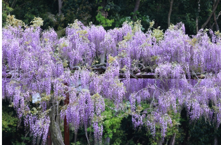 日本最大級 和気の藤公園の絶景を楽しむアクセスと混雑回避術