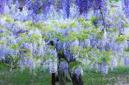 日本最大級 和気の藤公園の絶景を楽しむアクセスと混雑回避術