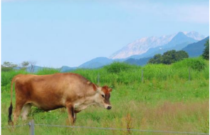 蒜山高原で春を満喫 残雪と新緑が美しい絶景スポットと楽しみ方