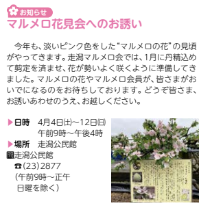 マルメロお花見会