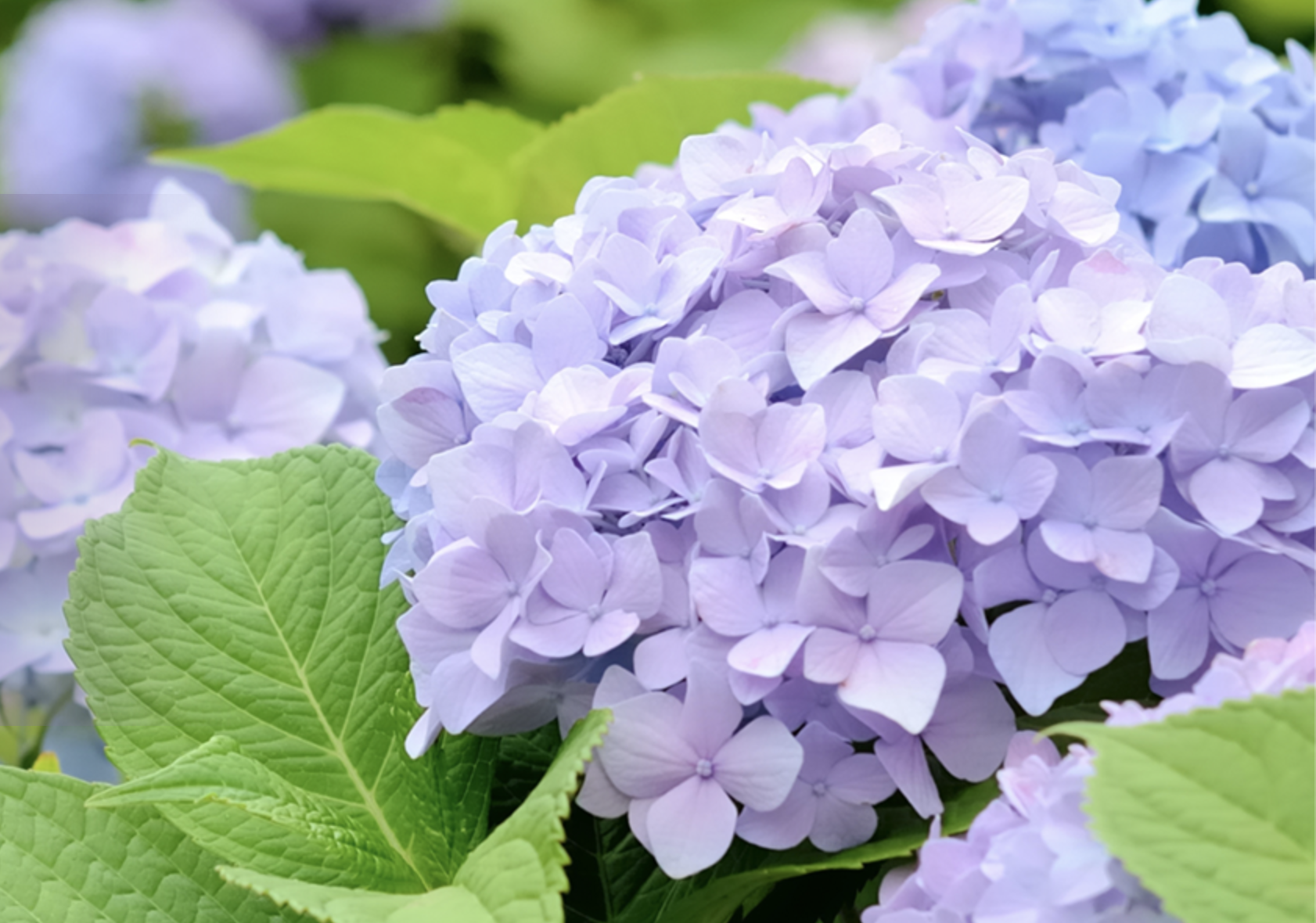 神戸市立森林植物園 アジサイ