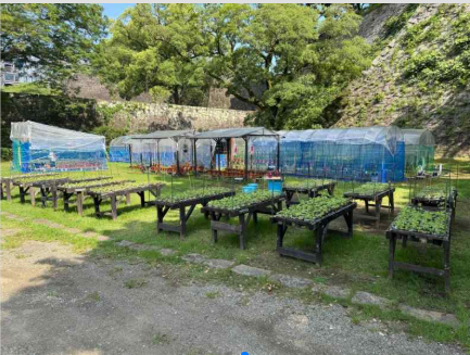 熊本城竹の丸の特別公開