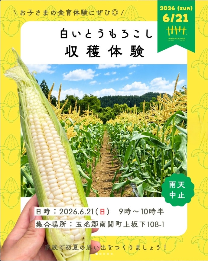 たまな果樹園 ホワイトショコラ収穫体験