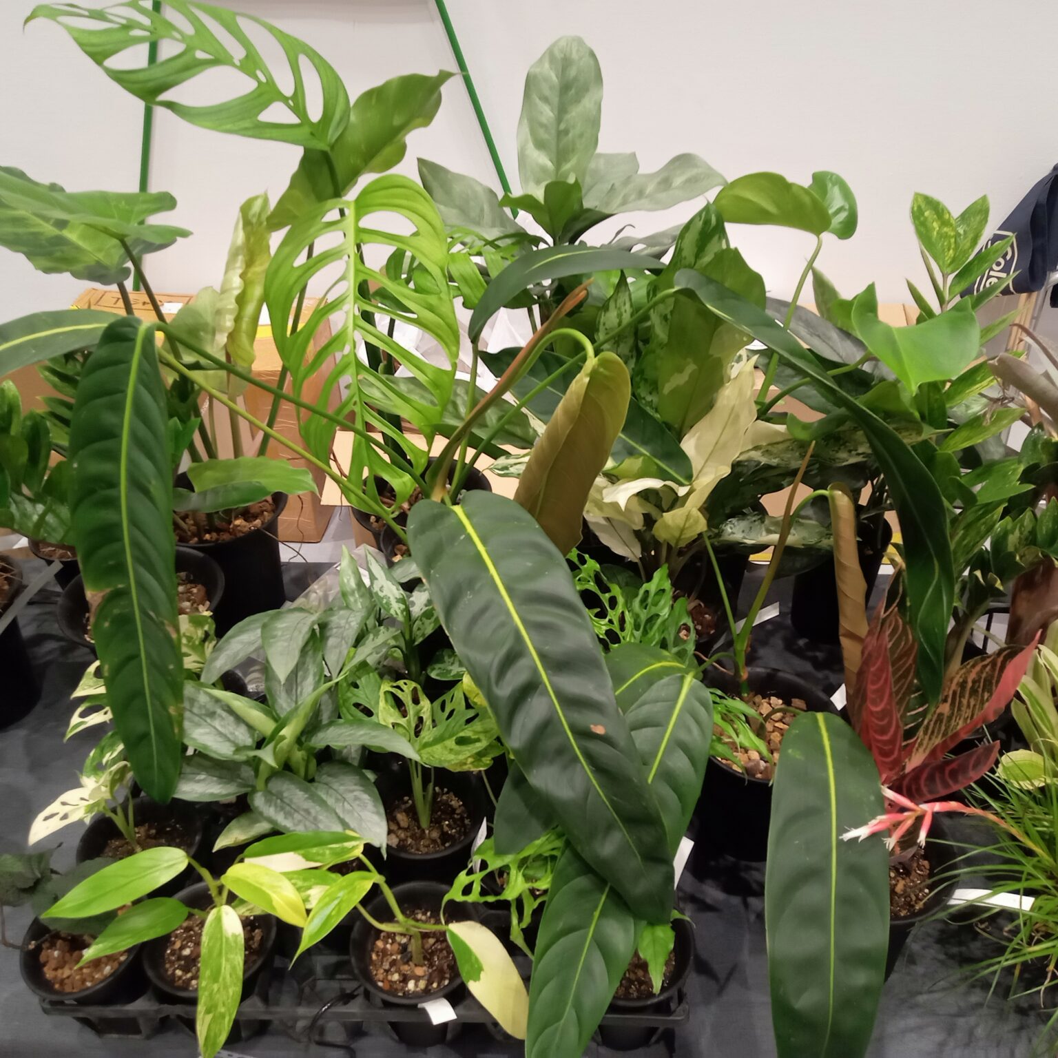 レア観葉植物と出会える2日間