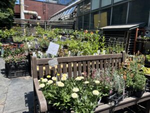 観葉植物の植替え講習会