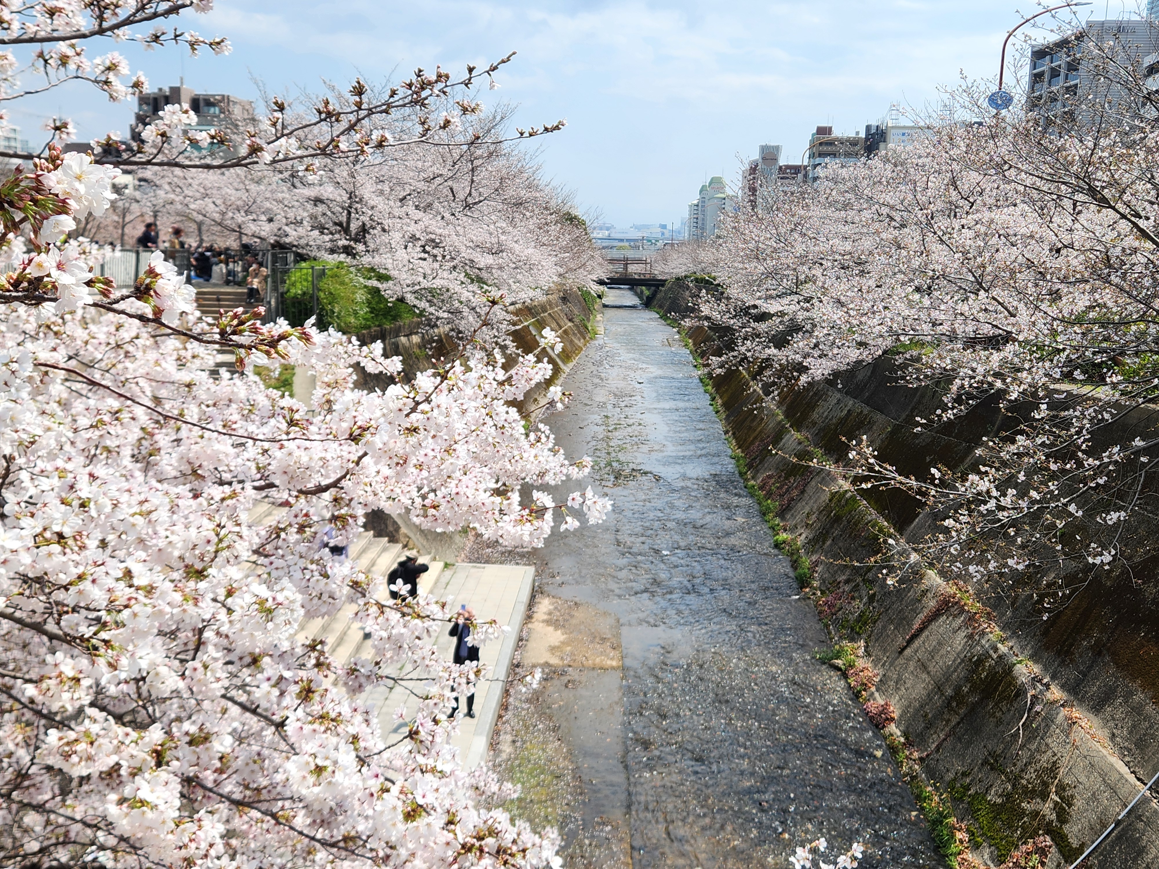 圧巻の桜トンネル！新神戸 生田川の絶景お花見さんぽ