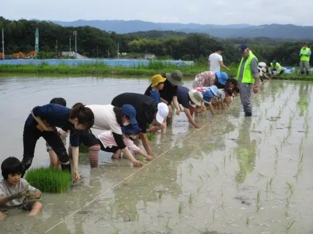 大沢ふれあいコメづくりひろば参加者募集