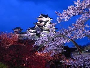姫路城の夜桜