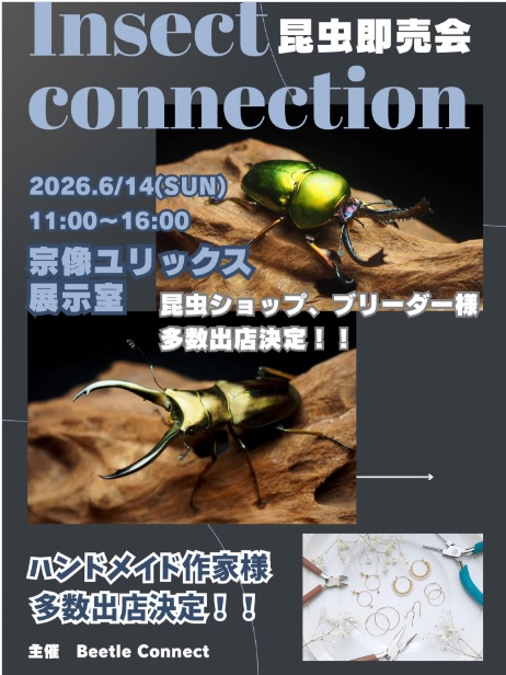 昆虫