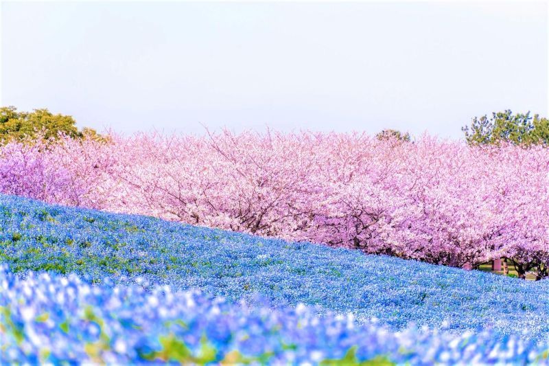桜とネモフィラ