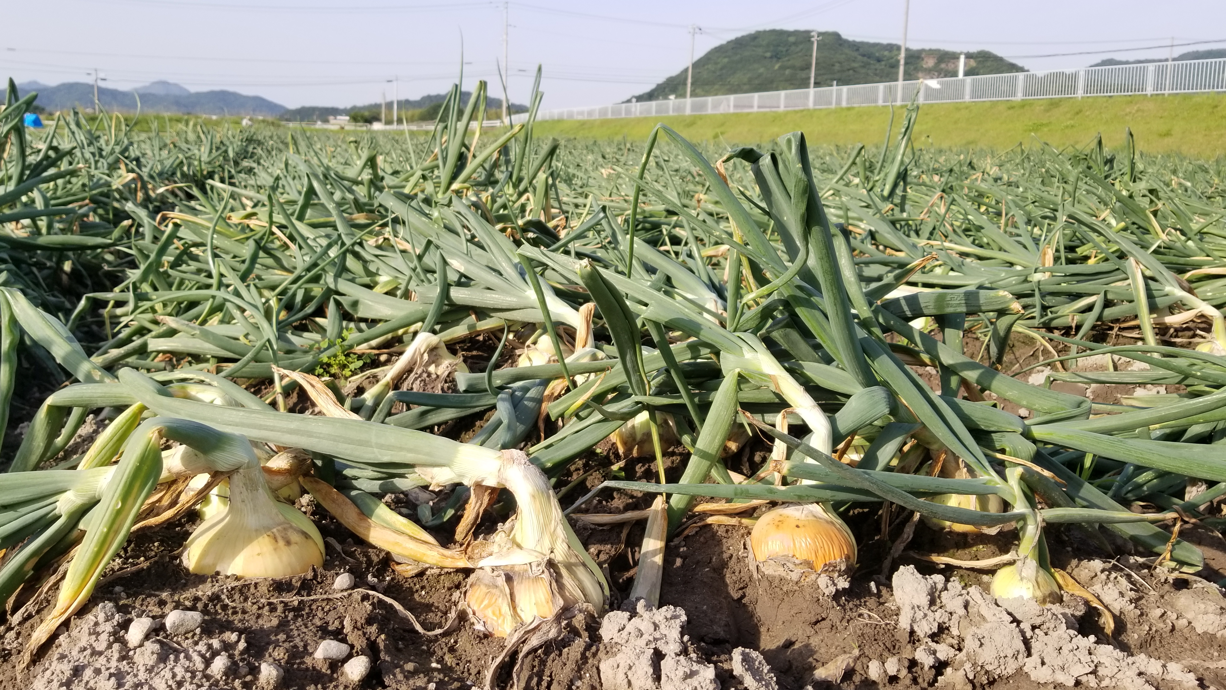 特産「淡路島たまねぎ」の魅力を堪能(3)