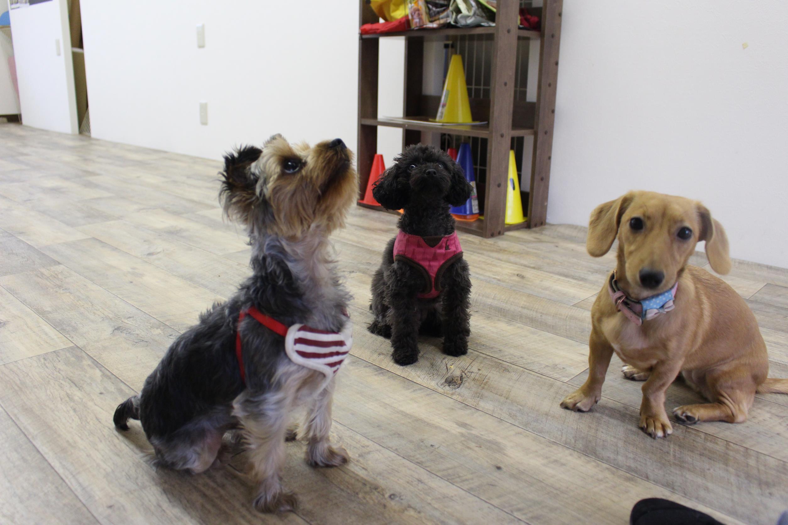 犬が笑顔になる 犬のしつけ教室 アフェット