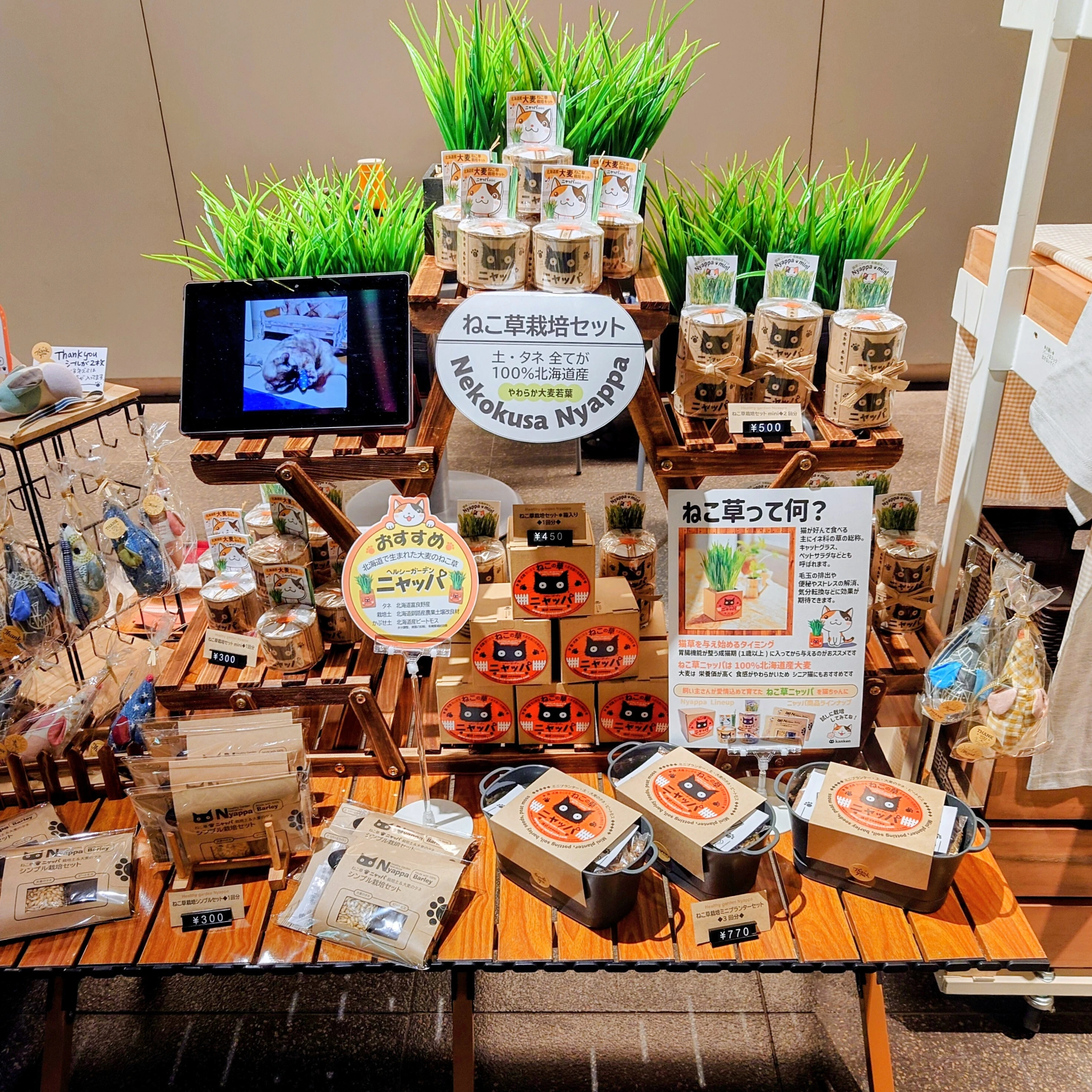 「Organicねこ草 ニャッパ」猫草栽培セットとグッズ販売