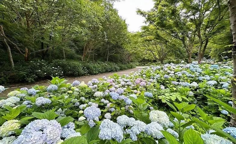 神戸市立森林植物園「植物園のあじさい散策」