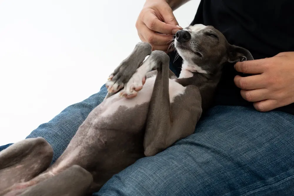 膝の上で眠る愛犬に限界まで耐える飼い主が半数以上の結果に！＿サムネ