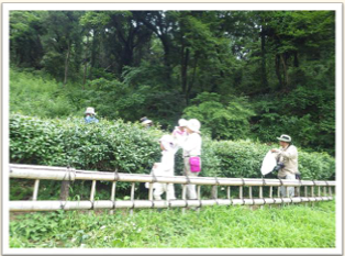 茶摘み