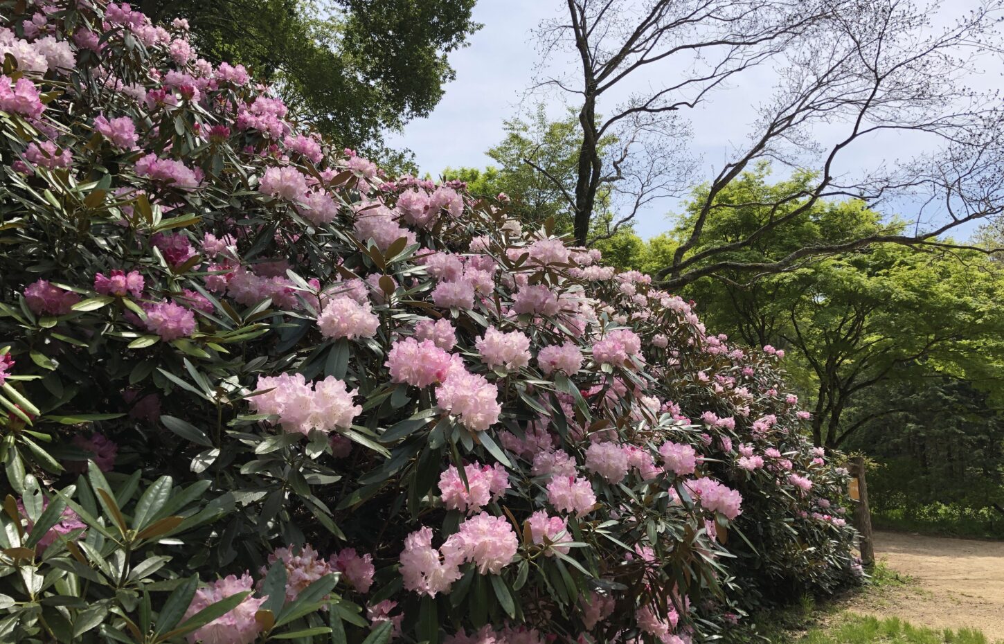 植物園の新緑・つつじ・しゃくなげ散策