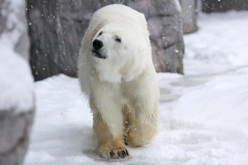 冬の旭山動物園は、ホッキョクグマやアザラシが活発