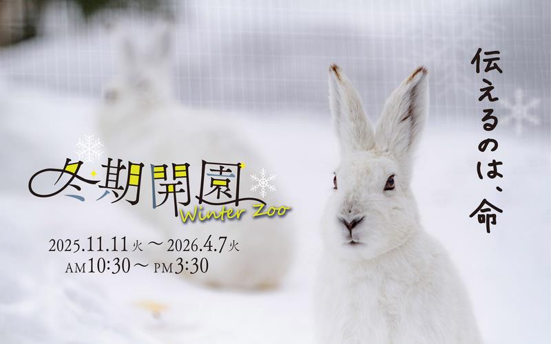 旭山動物園で冬ならではの思い出作り！雪の中の動物たちも魅力的
