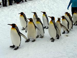 旭山動物園で冬ならではの思い出作り！雪の中の動物たちも魅力的