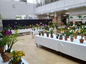 夏の洋ラン展