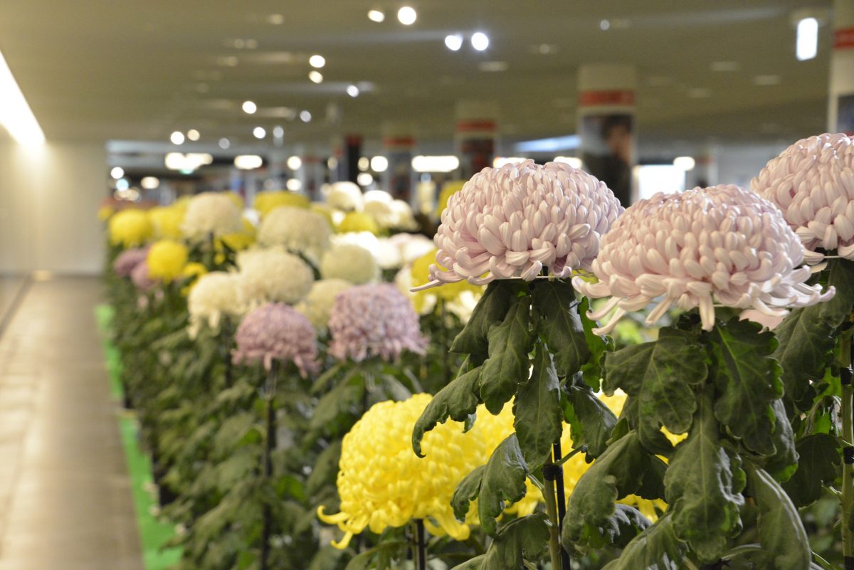 さっぽろ菊まつり