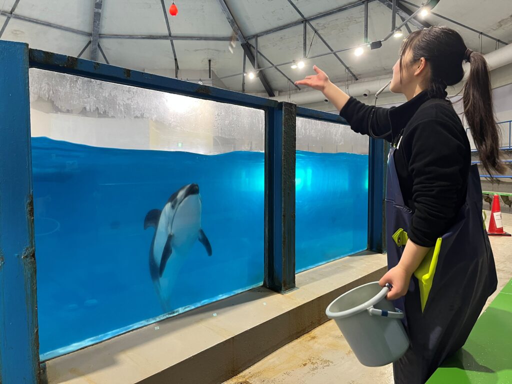 イルカに餌やり体験