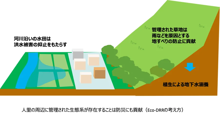 【持続可能】伝統の野焼きが斜面崩壊を防ぐ？阿蘇で新たな共同研究が始動