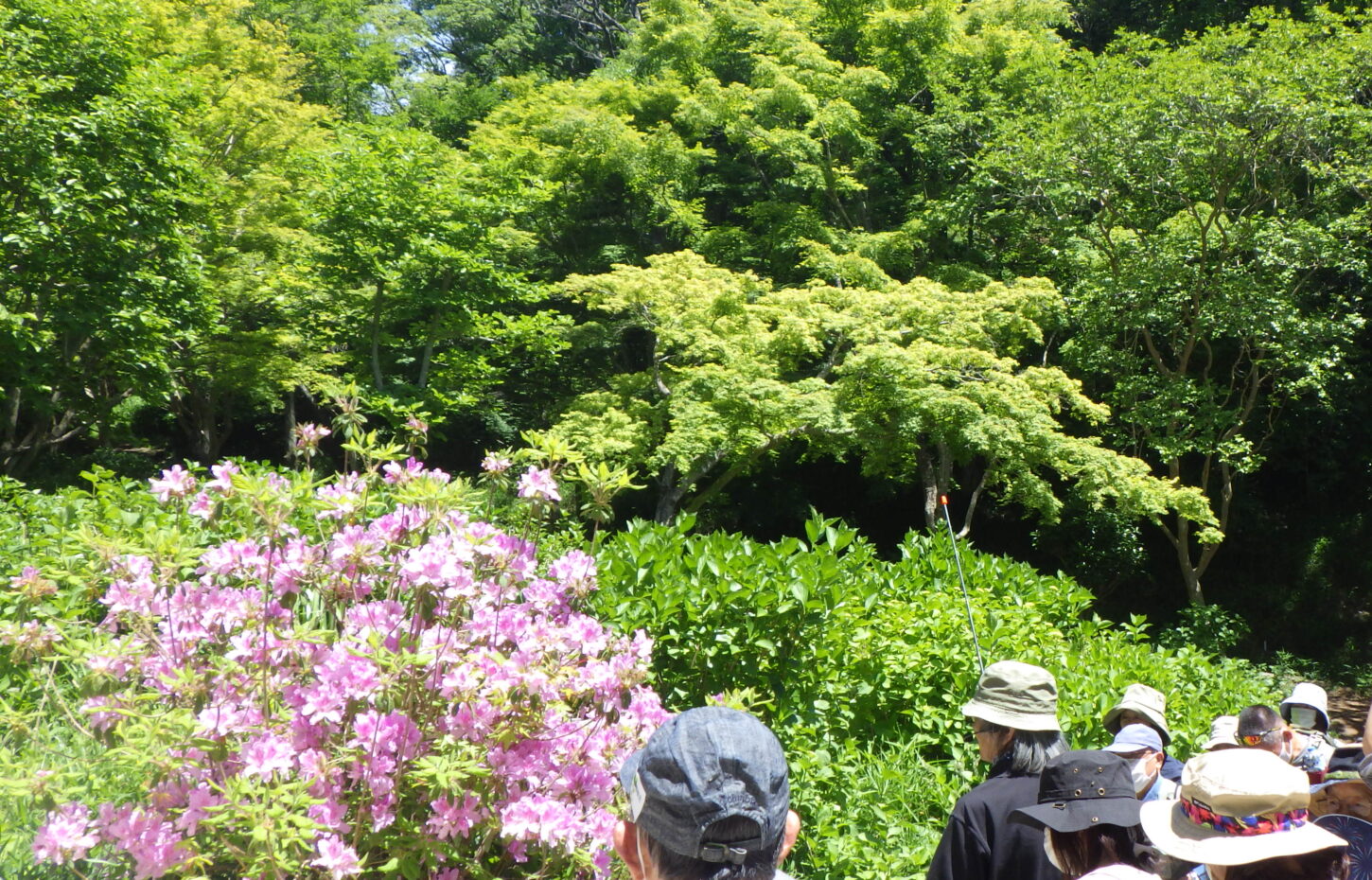 身近な薬草観察会　森の薬箱～初夏編～