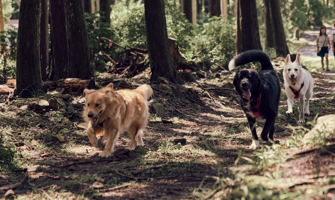 日本初！愛犬と走る新大会開催