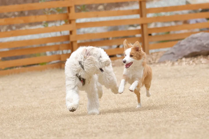 日本初！愛犬と走る新大会開催