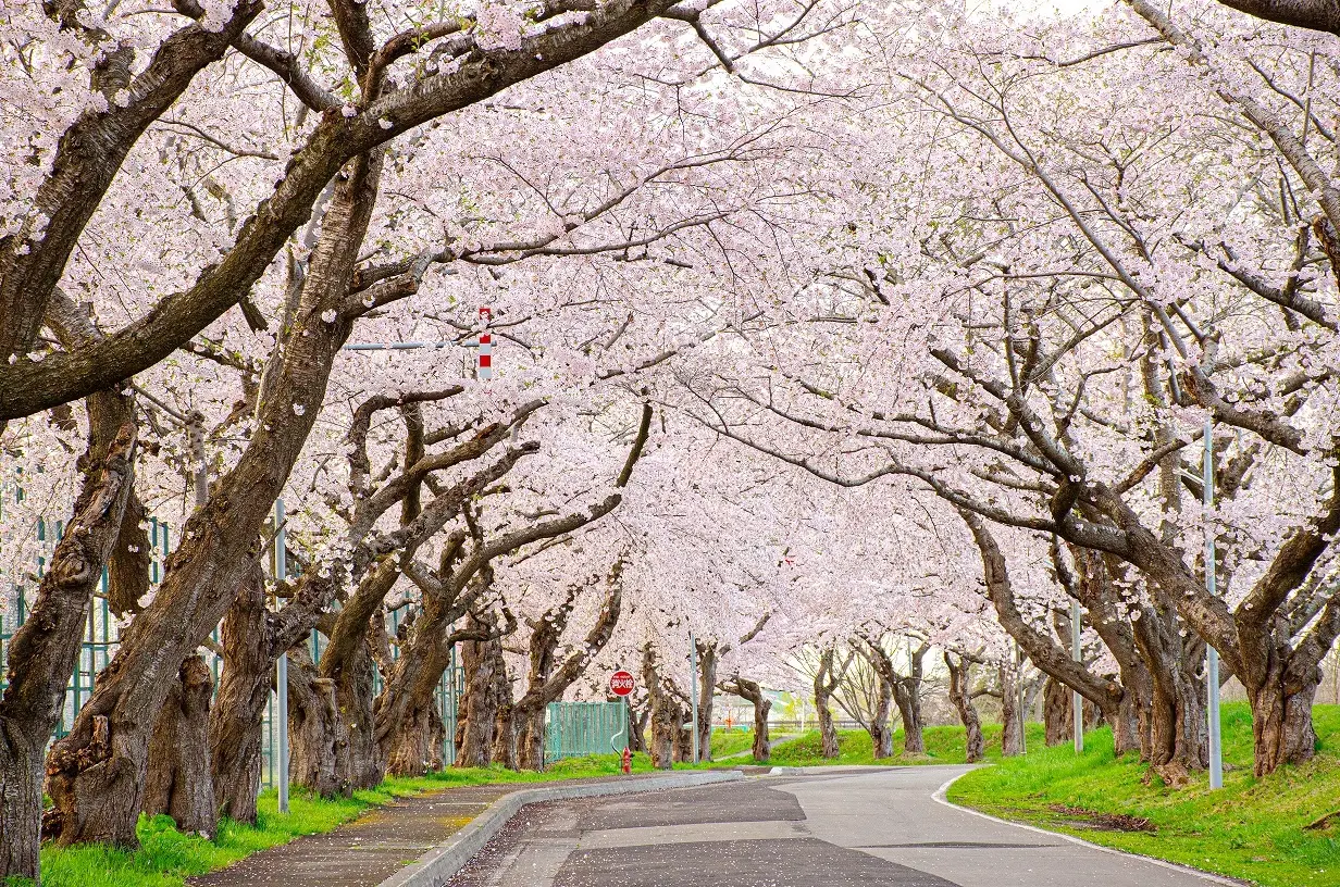 北斗桜回廊を満喫！北斗市で楽しむ春の絶景イベント