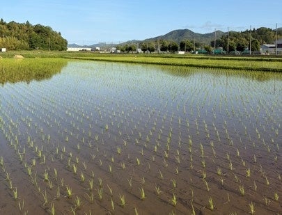 IT企業が丹波篠山で泥まみれに！持続可能な米作りへの開催日