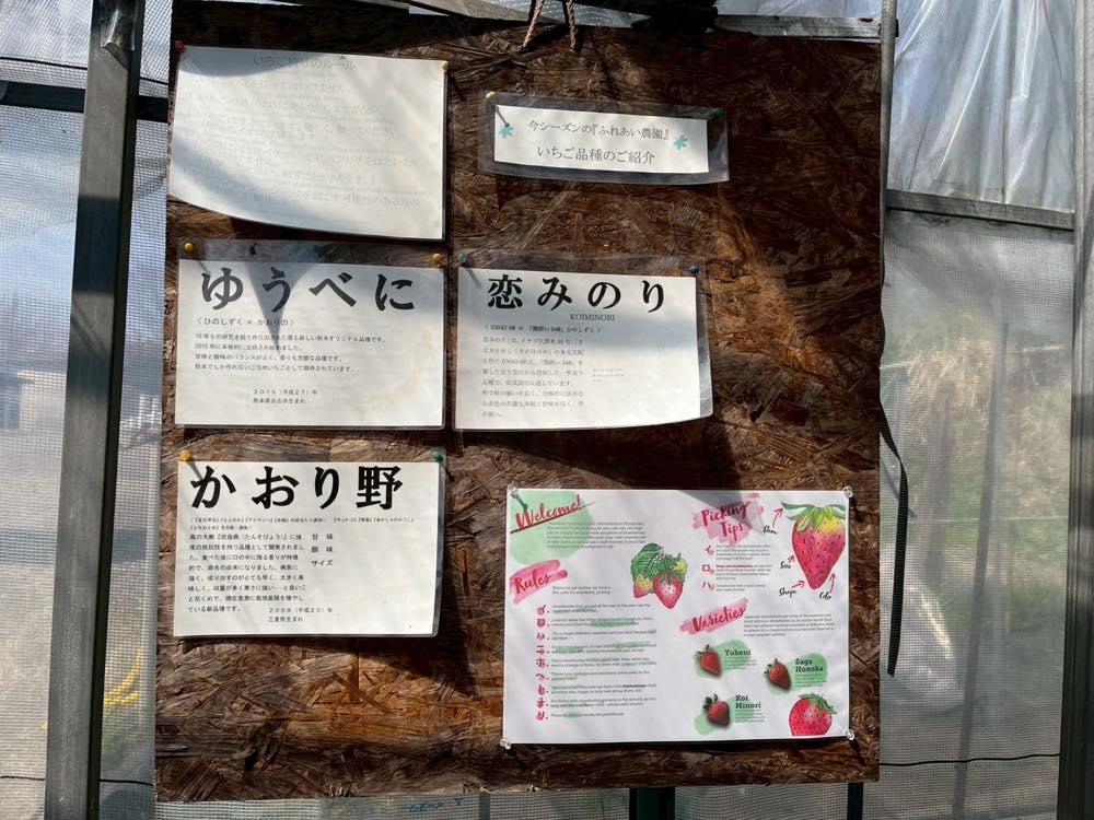 今季のいちごは「ゆうべに」「恋みのり」「かおり野」