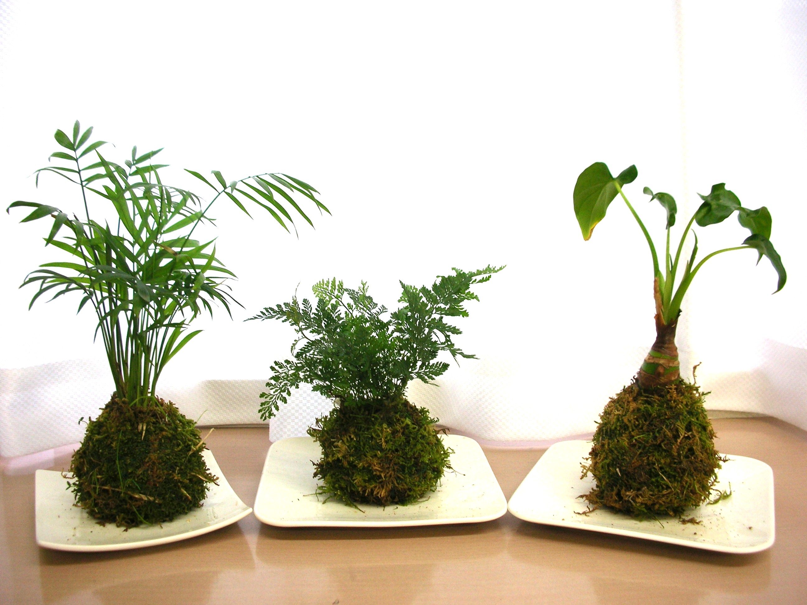 苔玉作り講座